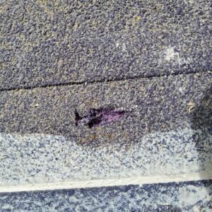 Damaged waterproofing membrane in Torquay